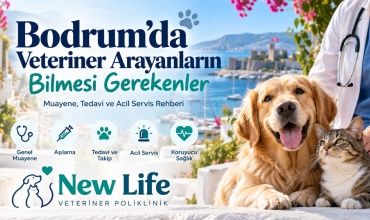Bodrum’da Veteriner Arayanların Bilmesi Gerekenler